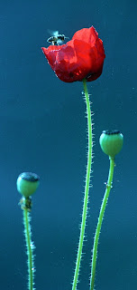 A Buzzing beauty and busy bee