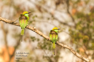 मंत्रमुग्ध मधुभक्षक: सौंदर्य और अनुग्रह का पक्षी