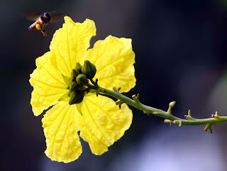 मधुमक्खी और फूल: एक सुबह की मुलाकात