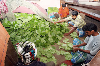 Betel, The Green Gold of Odisha