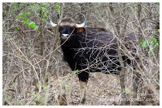 बेतला नेशनल पार्क: प्राकृतिक सुंदरता का खजाना