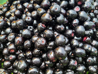 Black Berries (Jamun)