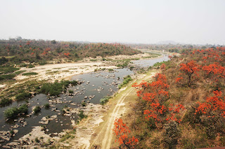Jungle Fire: The Enchanting Bloom of Palash