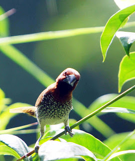The Curious Bulbul: A Captivating Encounter