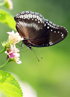 तितलियों की मंत्रमुग्ध कर देने वाली दुनिया