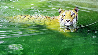 Cooling Tiger – A Glimpse into Summer Survival at Patna Zoo Text & Photo by Ashok Karan
