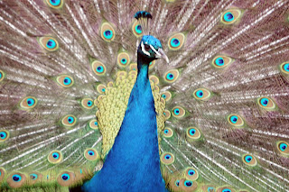 Enchanting dance of Peacock