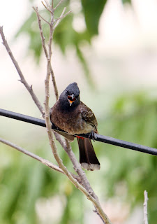 Thirsty Bird: A Silent Cry for Help in the Summer Heat