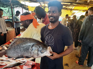 A Curious Catch: Fish Market