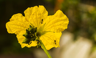 एक सुबह की सिम्फनी: फूल, चींटियां और मंद प्रकाश