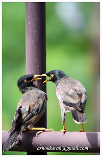 A Feathered Feud, Bird Mynah