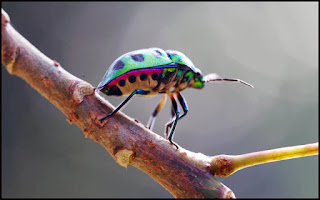 Jewel Bug