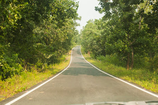 A Hidden Gem, Jungle Highway