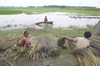From Flooded Fields to Golden Riches, Jute