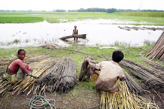 बाढ़ग्रस्त खेतों से लेकर सुनहरी समृद्धि तक: बिहार की अनकही जूट कहानी
