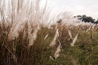 A Journey Through Kash Phool