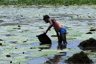 A Culinary Journey to Mithilanchal, Makhana