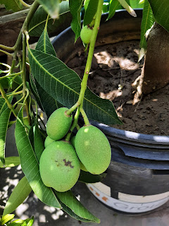 The Joy of a Kitchen Garden: A Terrace Blooming with Life