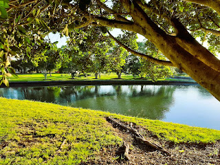 Morning Sun at Islington Park, Australia