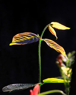 New Leaves & The First Sun: A Photographer’s Perspective