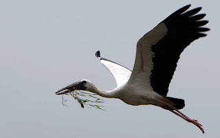 Open Bill Stork (Jhangil)