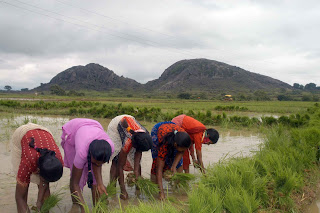 Season of Paddy Plantation – A Lifeline of India