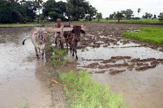 Agriculture of Bihar