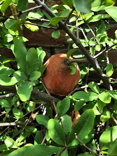 🌱 रसोई बग़ीचा की खुशी: एक छत पर खिलती ज़िंदगी
