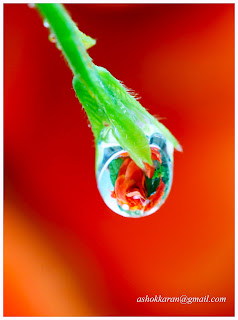 Suspended Rain Drop – A Dance of Light and Nature