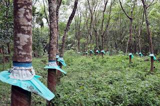 A Journey through Kerala’s Lush Rubber Plantations