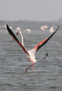 Flamingos