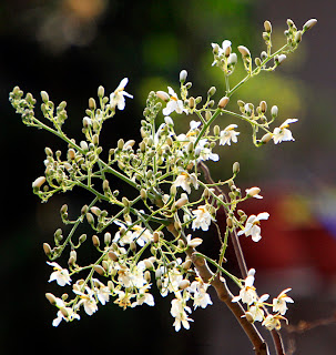 Moringa Flowers (Sahjan ke Phool): A Seasonal Delight