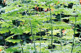 झाड़ियाँ – प्रकृति की सूक्ष्म कृति