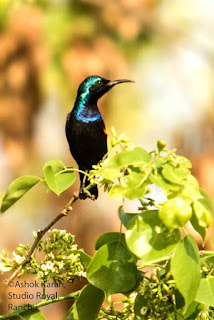 Sunbird