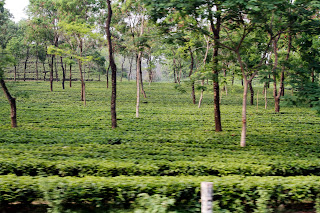Assam चाय स्वर्ग की एक सुखद यात्रा