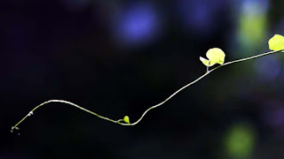 चमकती लता