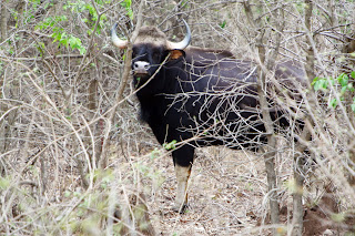 Betla National Park, Jharkhand