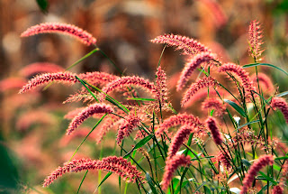 Wildflowers: Beauty in the Wilderness