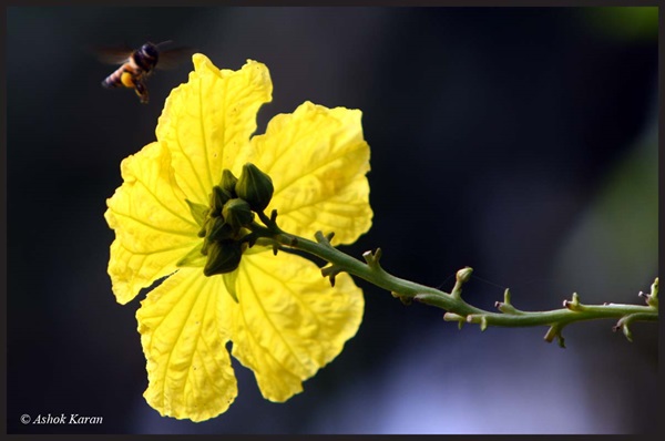 Bee and Flower: A Morning Encounter